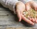 Beneficios de las semillas en tu alimentación