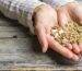 Beneficios de las semillas en tu alimentación